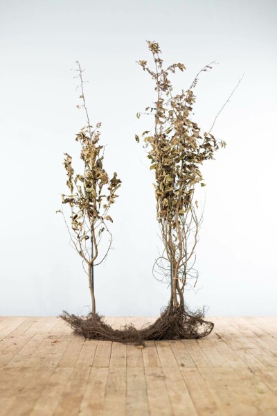 Buche / Hainbuche Carpinus Betulus 175-200 cm