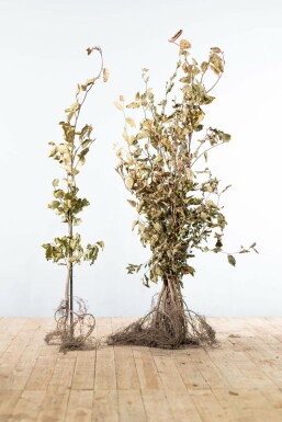 Rotbuche Fagus Sylvatica Hecke 100-125 Wurzel Buche / Rotbuche Fagus Sylvatica 100-125 cm