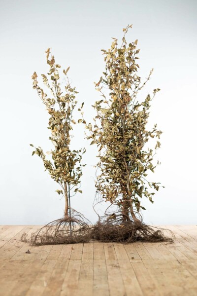 Buche / Rotbuche Fagus Sylvatica 150-175 cm