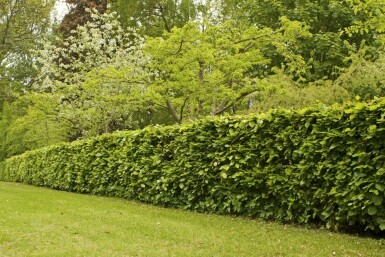 Buche / Rotbuche Fagus Sylvatica 150-175 cm
