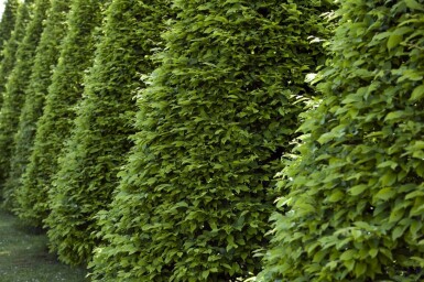 Buche / Rotbuche Fagus Sylvatica 150-175 cm