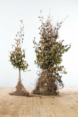 Blutbuche Fagus Sylvatica Atropunicea Hecke 100-125 Wurzel Buche / Blutbuche Fagus Sylvatica Purpurea 100-125 cm