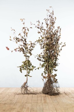 Blutbuche Fagus Sylvatica Atropunicea Hecke 125-150 Wurzel Buche / Blutbuche Fagus Sylvatica Purpurea 125-150 cm