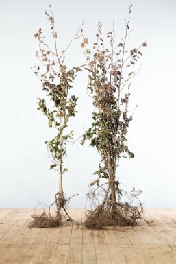 Blutbuche Fagus Sylvatica Atropunicea Hecke 175-200 Wurzel Buche / Blutbuche Fagus Sylvatica Purpurea 175-200 cm