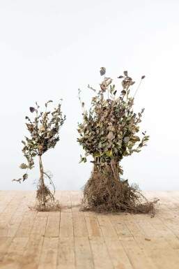 Blutbuche Fagus Sylvatica Atropunicea Hecke 40-60 Wurzel Buche / Blutbuche Fagus Sylvatica Purpurea 40-60 cm