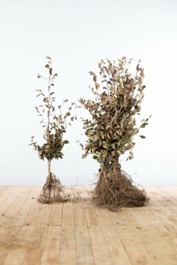 Blutbuche Fagus Sylvatica Atropunicea Hecke 80-100 Wurzel Buche / Blutbuche Fagus Sylvatica Purpurea 80-100 cm