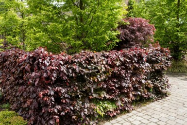 Blutbuche Fagus Sylvatica Atropunicea Hecke 80-100 Wurzel