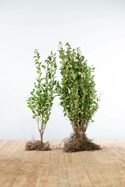 Ligustrum Ovalifolium Ovalblättriger Liguster 100-125 cm