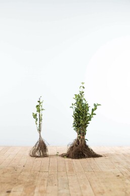 Ovalblättrige Liguster Ligustrum Ovalifolium Hecke 40-60 Wurzel Ligustrum Ovalifolium Ovalblättriger Liguster 40-60 cm