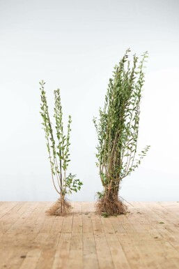 Schwarzgrüner Liguster Ligustrum Vulgare Atrovirens Hecke 100-125 Wurzel Ligustrum Vulgare Atrovirens Schwarzgrüner Liguster 100-125 cm