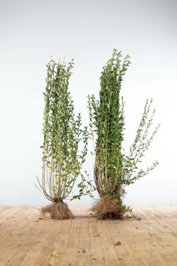 Schwarzgrüner Liguster Ligustrum Vulgare Atrovirens Hecke 125-150 Wurzel Ligustrum Vulgare Atrovirens Schwarzgrüner Liguster 125-150 cm