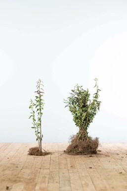 Schwarzgrüner Liguster Ligustrum Vulgare Atrovirens Hecke 40-60 Wurzel Ligustrum Vulgare Atrovirens Schwarzgrüner Liguster 40-60 cm