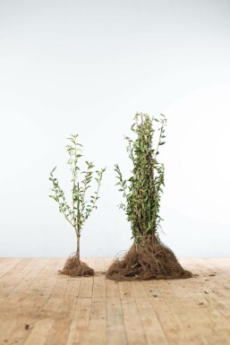 Schwarzgrüner Liguster Ligustrum Vulgare Atrovirens Hecke 60-80 Wurzel Ligustrum Vulgare Atrovirens Schwarzgrüner Liguster 60-80 cm