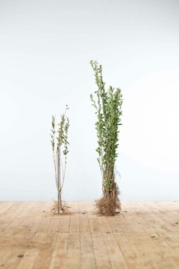 Schwarzgrüner Liguster Ligustrum Vulgare Atrovirens Hecke 80-100 Wurzel Ligustrum Vulgare Atrovirens Schwarzgrüner Liguster 80-100 cm