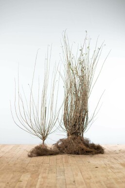 Gewöhnlicher Liguster Ligustrum Vulgare Hecke 100-125 Wurzel Ligustrum Vulgare Gewöhnlicher Liguster 100-125 cm