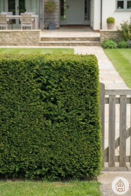 Taxus baccata 'Fastigiata Robusta' Strauch 20-30 cm C1