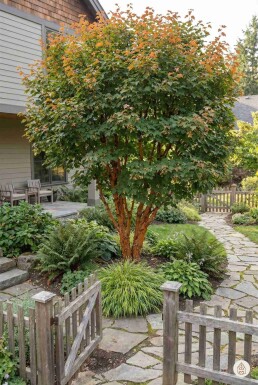 Acer griseum Strauch 60-80 cm