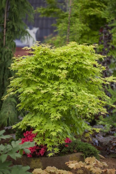 Japanischer Ahorn Acer palmatum strauch 60-80 C7,5 Acer palmatum Strauch 60-80 cm