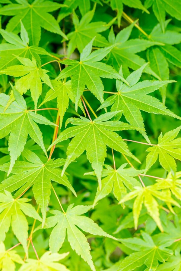 Japanischer Ahorn Acer palmatum strauch 60-80 C7,5 Acer palmatum Strauch 60-80 cm