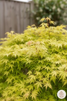 Acer palmatum 'Katsura' Strauch 50-60 cm