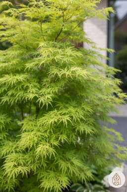 Acer palmatum 'Seiryu' Strauch 50-60 cm