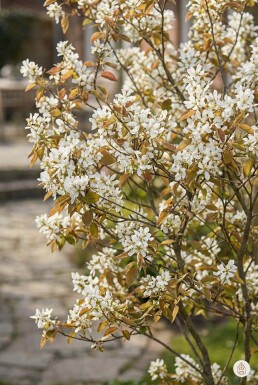 Amelanchier lamarckii Strauch 100-125 cm