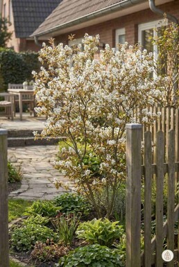 Amelanchier lamarckii Strauch 80-100 cm