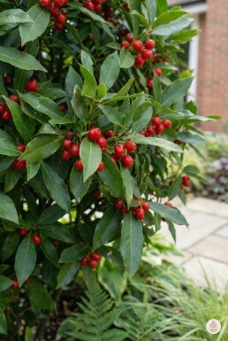 Kein Bild verfügbar