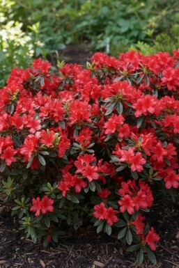 Azalea japonica 'Hot Shot' Strauch 20-25 cm
