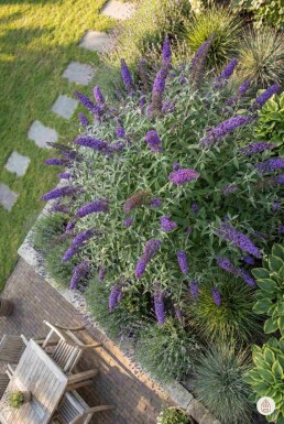 Buddleja davidii 'Nanho Blue' Strauch 30-40 cm