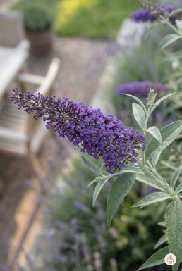 Buddleja davidii 'Nanho Blue' Strauch 30-40 cm