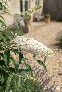 Buddleja davidii 'White Profusion' Strauch 80-100 cm