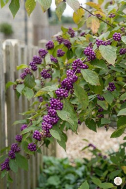 Callicarpa bodinieri 'Profusion' Strauch 30-50 cm