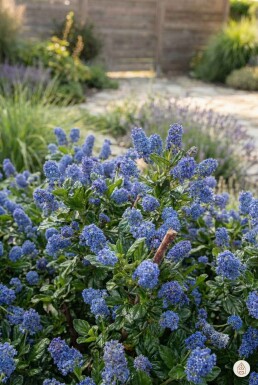 Ceanothus thyrsiflorus 'Repens' Strauch 40-60 cm