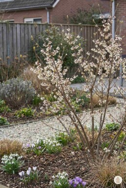 Chimonanthus praecox Strauch 40-50 cm