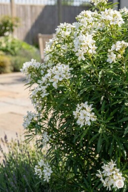 Choisya ternata 'Aztec Pearl' Strauch 20-25 cm