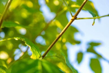 Chinesischer Losbaum Clerodendrum trichotomum strauch 50-60 C5 Clerodendrum trichotomum Strauch 50-60 cm