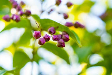 Chinesischer Losbaum Clerodendrum trichotomum strauch 50-60 C5 Clerodendrum trichotomum Strauch 50-60 cm