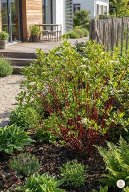 Cornus alba 'Sibirica' Strauch 40-60 cm