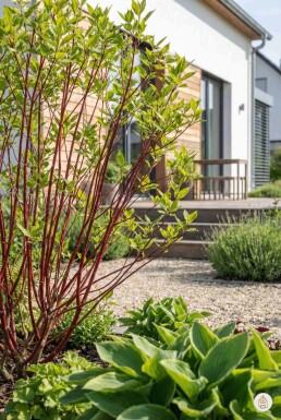 Cornus alba 'Sibirica' Strauch 40-60 cm