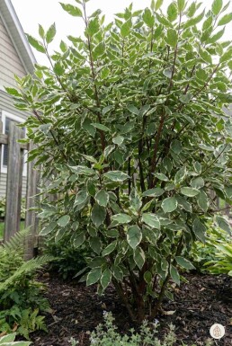 Cornus alba 'Sibirica Variegata' Strauch 50-60 cm