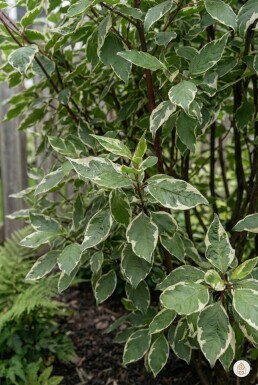 Cornus alba 'Sibirica Variegata' Strauch 50-60 cm