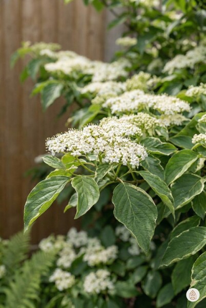 Cornus controversa Strauch 30-40 cm