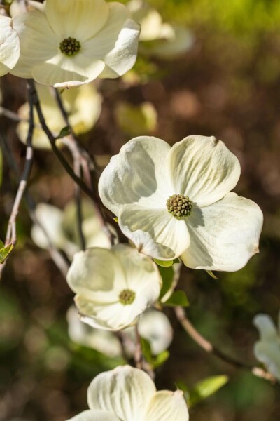 Amerikanischer Blumen-Hartriegel Cornus florida strauch 60-80 C5 Cornus florida Strauch 60-80 cm