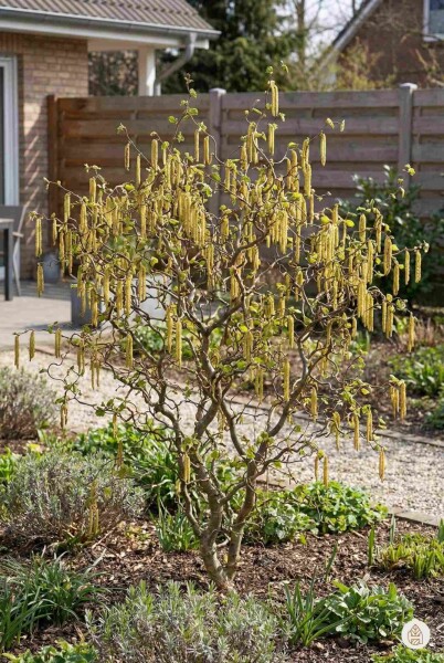 Corylus avellana 'Contorta' Strauch 80-100 cm