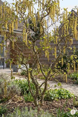 Corylus avellana 'Contorta' Strauch 80-100 cm
