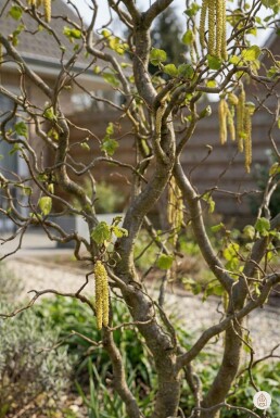 Corylus avellana 'Contorta' Strauch 80-100 cm