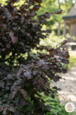 Corylus avellana 'Rode Zellernoot' Strauch 125-150 cm