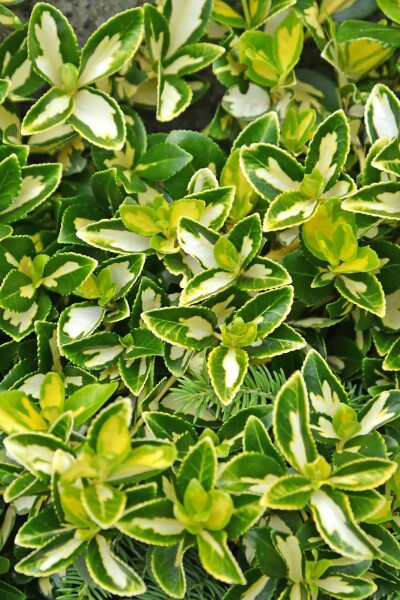 Goldherzige Kriechspindel 'Blondy' Euonymus fortunei 'Blondy' strauch 20-25 C2 Euonymus fortunei 'Blondy' Strauch 20-25 cm