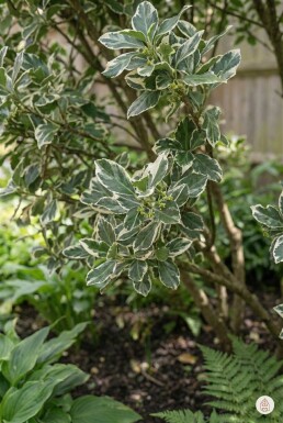 Euonymus fortunei 'Harlequin' Strauch 20-25 cm